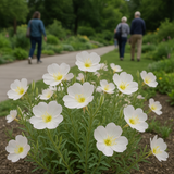 OENOTHERA pallida (Pale Evening Primrose)