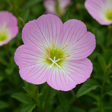 OENOTHERA speciosa (Showy Evening Primrose)