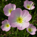 OENOTHERA speciosa (Showy Evening Primrose)