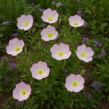 OENOTHERA speciosa (Showy Evening Primrose)