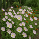 OENOTHERA speciosa (Showy Evening Primrose)