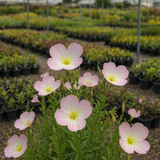 OENOTHERA speciosa (Showy Evening Primrose)
