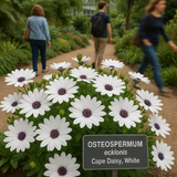 OSTEOSPERMUM eklonis (Cape Daisy, White)