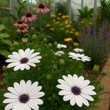OSTEOSPERMUM eklonis (Cape Daisy, White)