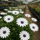 OSTEOSPERMUM eklonis (Cape Daisy, White)