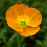 PAPAVER nudicaule (Iceland Poppy)