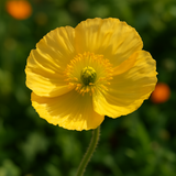 PAPAVER nudicaule (Iceland Poppy)
