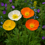 PAPAVER nudicaule (Iceland Poppy)
