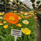 PAPAVER nudicaule (Iceland Poppy)