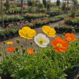 PAPAVER nudicaule (Iceland Poppy)