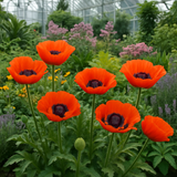 PAPAVER orientale (Oriental Poppy)