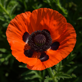 PAPAVER orientale (Oriental Poppy)