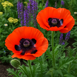 PAPAVER orientale (Oriental Poppy)