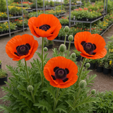 PAPAVER orientale (Oriental Poppy)