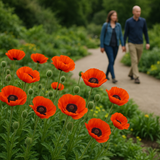 PAPAVER orientale (Oriental Poppy)