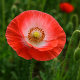 PAPAVER rhoeas (Corn Poppy, Shirley Single Mixed)