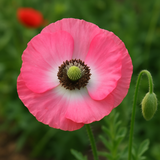 PAPAVER rhoeas (Corn Poppy, Shirley Single Mixed)