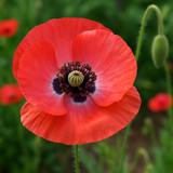 PAPAVER rhoeas (Corn Poppy, Shirley Single Mixed)