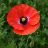 PAPAVER rhoeas (Corn Poppy, Shirley Single Mixed)
