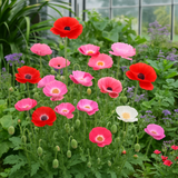 PAPAVER rhoeas (Corn Poppy, Shirley Single Mixed)