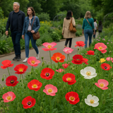 PAPAVER rhoeas (Corn Poppy, Shirley Single Mixed)