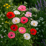 PAPAVER rhoeas (Corn Poppy, Shirley Single Mixed)