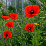PAPAVER rhoeas (Corn Poppy, Red)