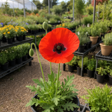 PAPAVER rhoeas (Corn Poppy, Red)
