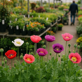Papaver somniferum (Opium Poppy, Breadseed Poppy)
