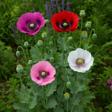 Papaver somniferum (Opium Poppy, Breadseed Poppy)