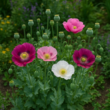 Papaver somniferum (Opium Poppy, Breadseed Poppy)