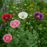 Papaver somniferum (Opium Poppy, Breadseed Poppy)