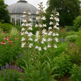 PENSTEMON digitalis (Smooth Penstemon)