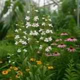 PENSTEMON digitalis (Smooth Penstemon)