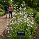 PENSTEMON digitalis (Smooth Penstemon)