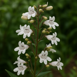 PENSTEMON digitalis (Smooth Penstemon)