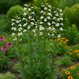 PENSTEMON digitalis (Smooth Penstemon)