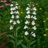 PENSTEMON digitalis (Smooth Penstemon)