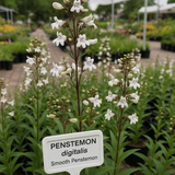 PENSTEMON digitalis (Smooth Penstemon)