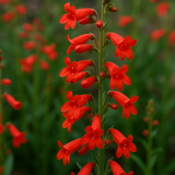 PENSTEMON eatonii (Eaton's Penstemon)