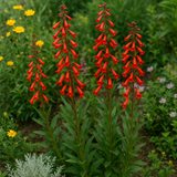 PENSTEMON eatonii (Eaton's Penstemon)