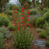 PENSTEMON eatonii (Eaton's Penstemon)
