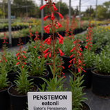 PENSTEMON eatonii (Eaton's Penstemon)