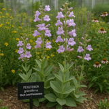 PENSTEMON grandiflorus (Shell-Leaf Penstemon)