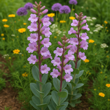 PENSTEMON grandiflorus (Shell-Leaf Penstemon)