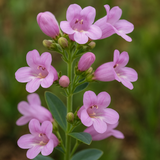 PENSTEMON grandiflorus (Shell-Leaf Penstemon)