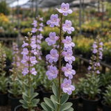 PENSTEMON grandiflorus (Shell-Leaf Penstemon)