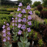 PENSTEMON grandiflorus (Shell-Leaf Penstemon)