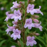 PENSTEMON hirsutus (Hairy Beardtongue)