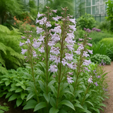PENSTEMON hirsutus (Hairy Beardtongue)